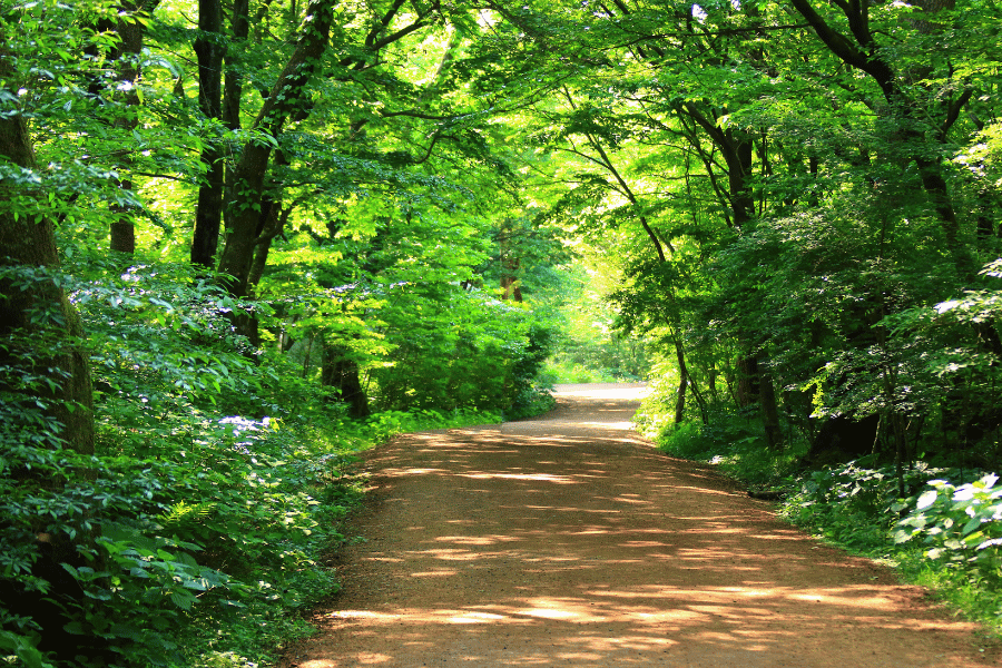 nature trail walk in the forest with beautiful lush trees and greenery