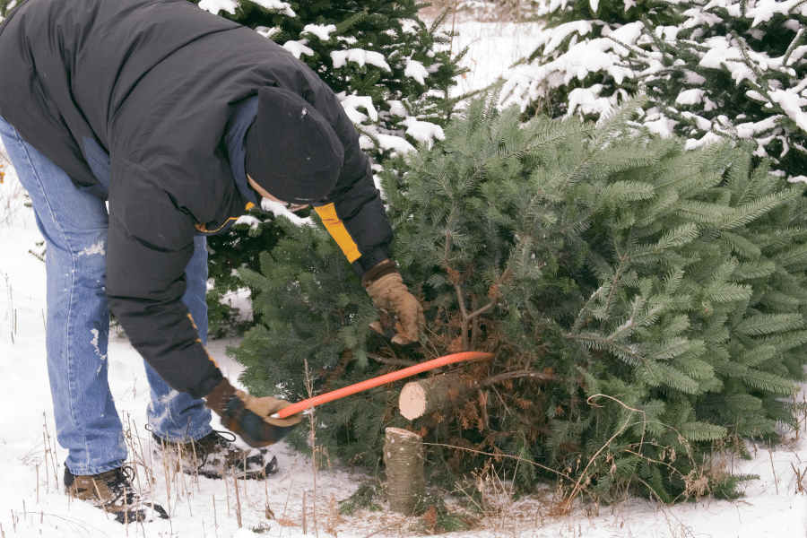 Choose an Cut your own christmas tree at farm